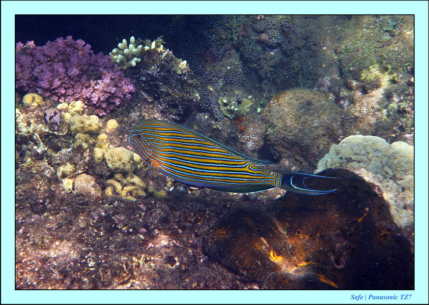 2012 - 07 - Dauin Sanctuary 35